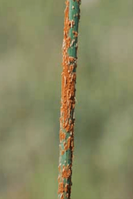 Stem rust on wheat stalk