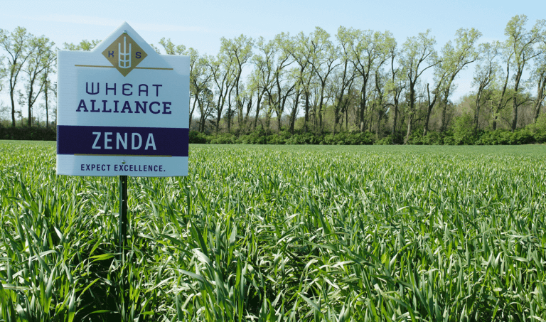 Photo: Field of Zenda Wheat.