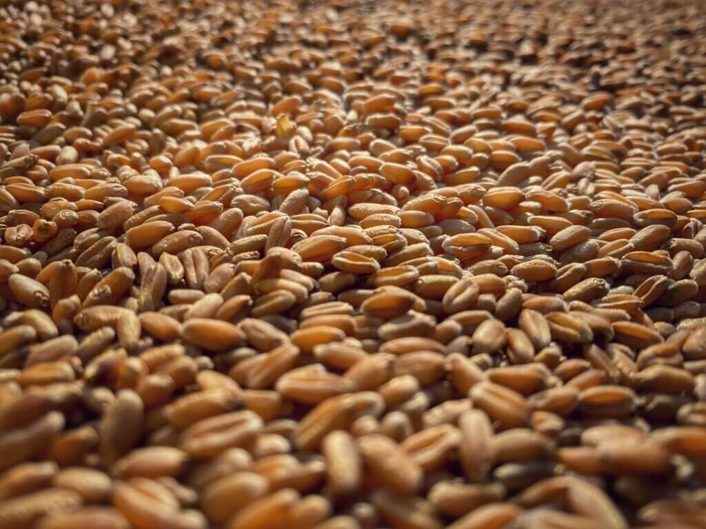Photo: Anderson Wheat Farms