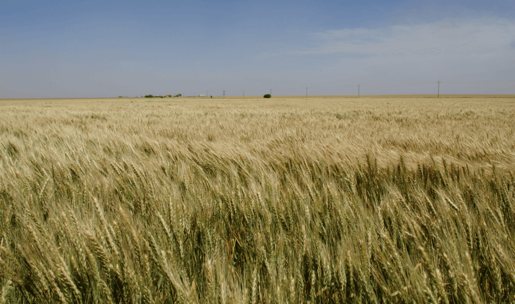 Photo: Ehmke Seed Wheat