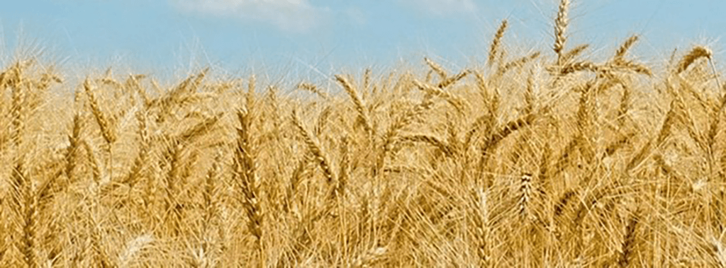 Image: Sipes Seed Sales Inc.