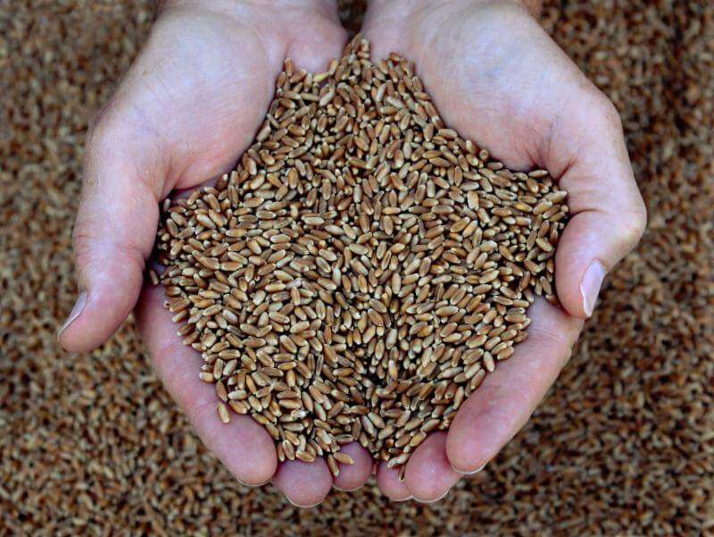 Person holding pile of seed.