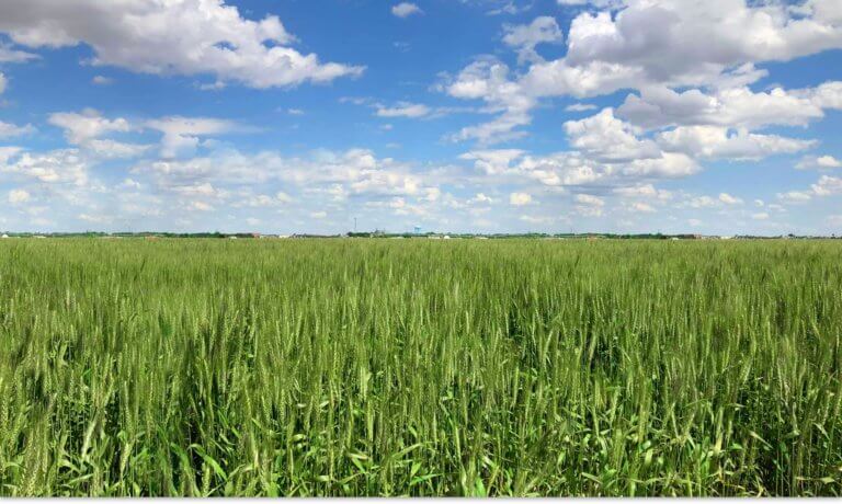 Background image of a wheat field