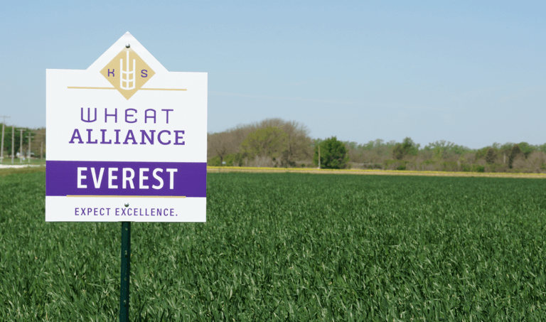 Photo: Field of Everest Wheat.