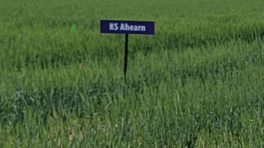 Image: KS Ahearn wheat.