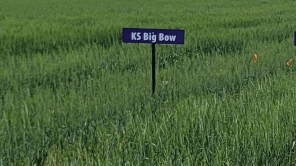 Image: KS Big Bow wheat.