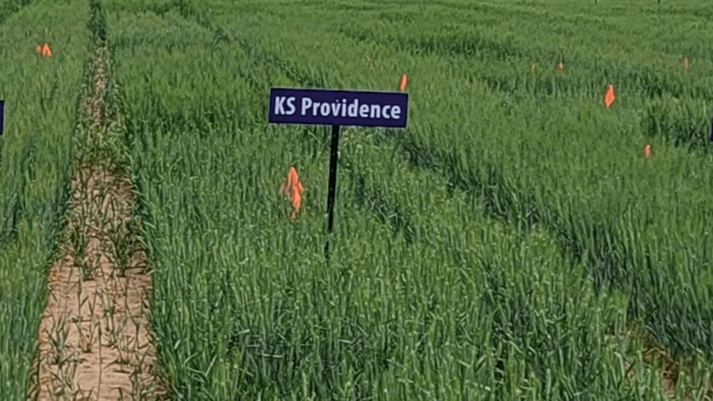 Image: KS Providence wheat.