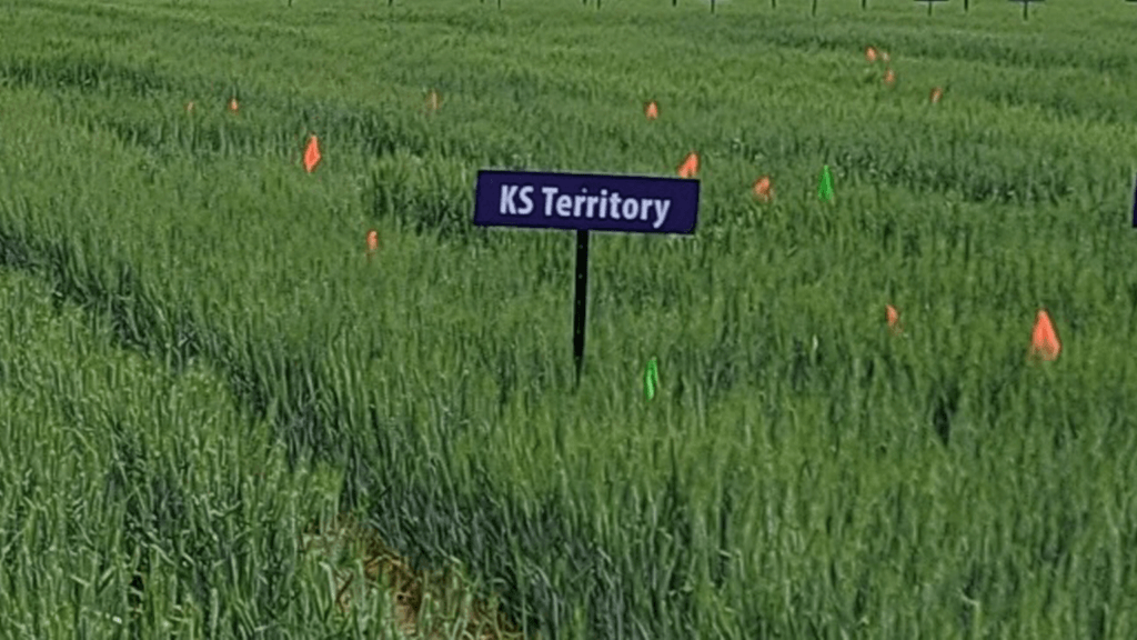 Image: KS Territory wheat.