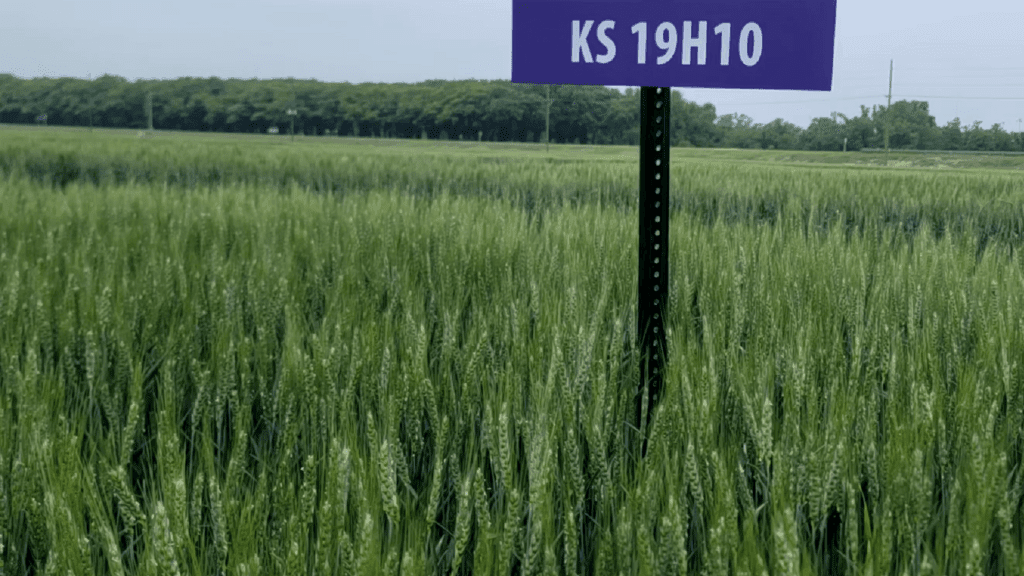 Image: KS Bill Snyder wheat.