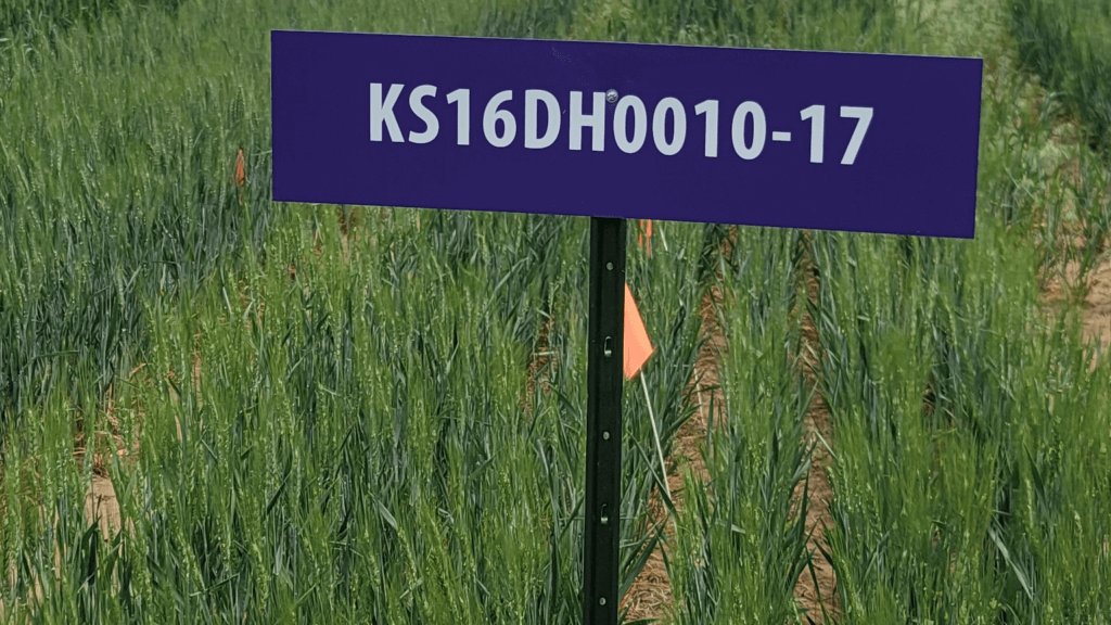 Image: KS Mako wheat.