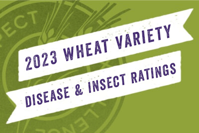 Image: 2023 Wheat Variety Disease and Insect Ratings.